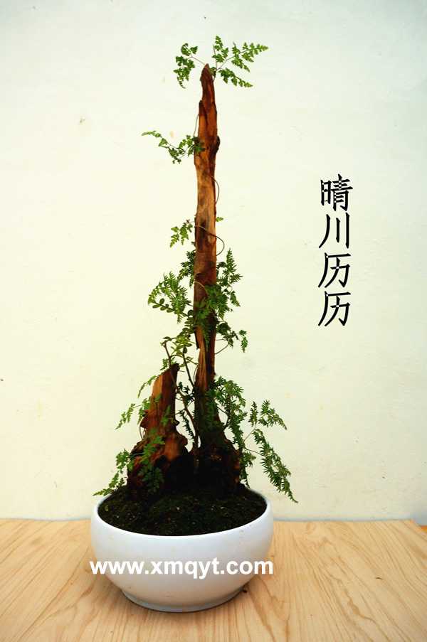 枯木盆景2