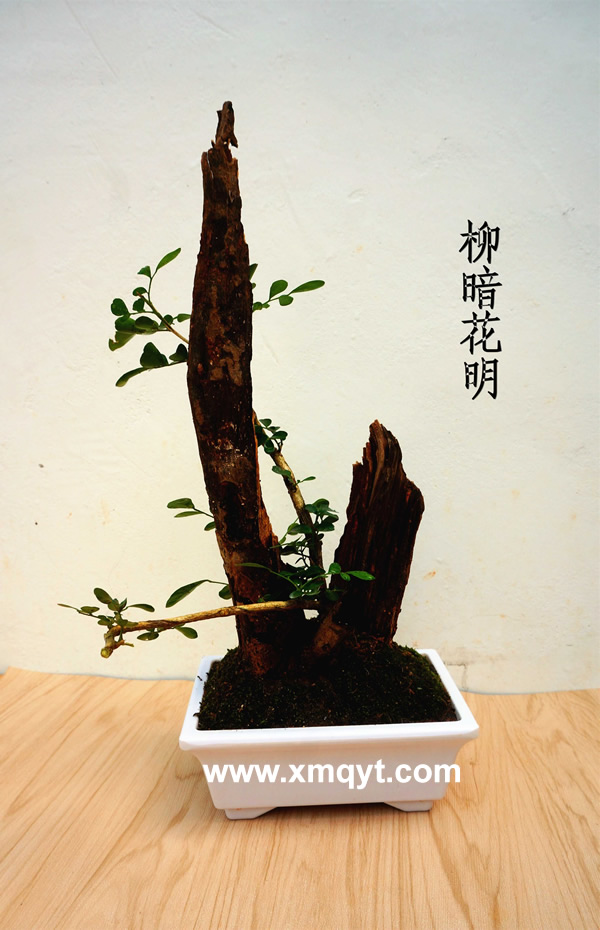 枯木盆景1