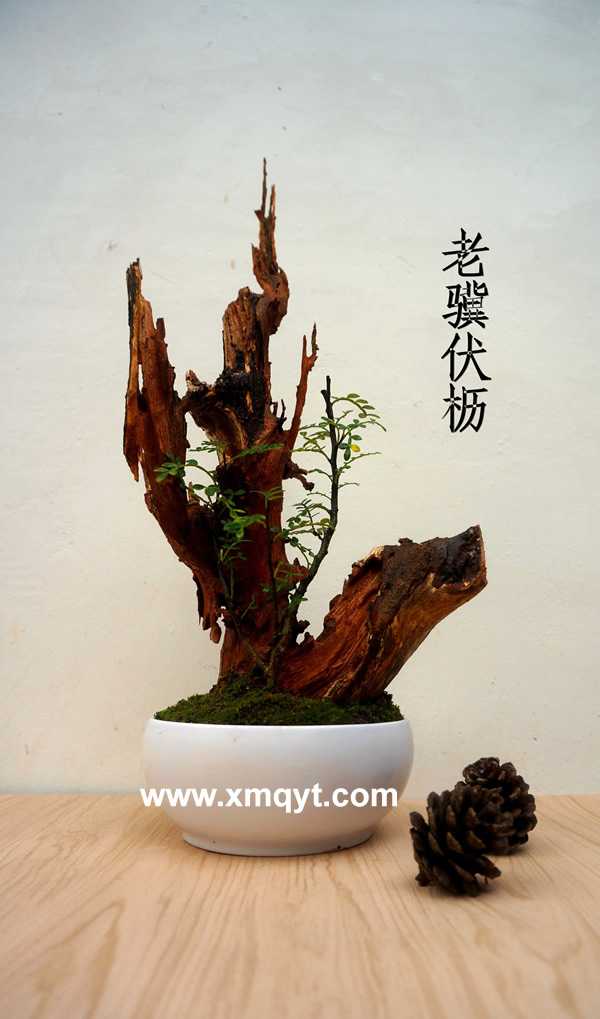 枯木盆景3